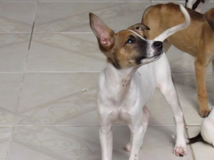 Cachorro ra a SRD idade 2 a 6 meses nome RATINHA