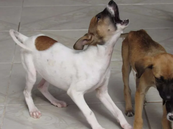 Cachorro ra a SRD idade 2 a 6 meses nome RATINHA