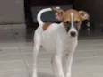 RATINHA