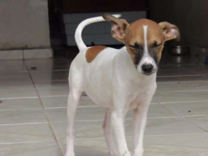 Cachorro ra a SRD idade 2 a 6 meses nome RATINHA