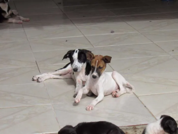 Cachorro ra a SRD idade 2 a 6 meses nome RATINHA