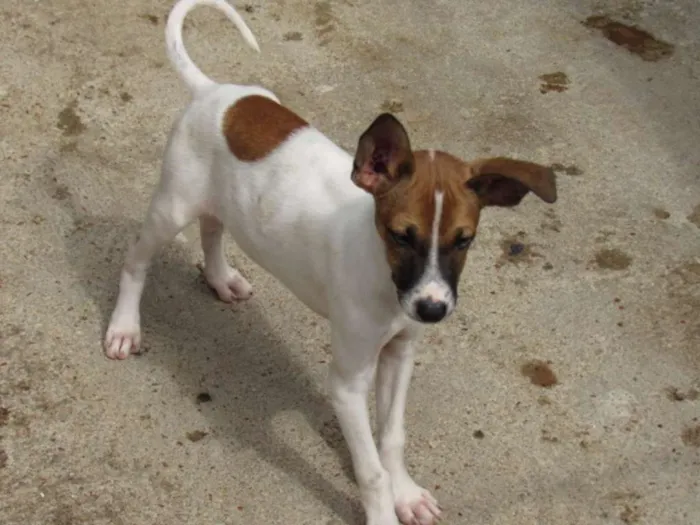 Cachorro ra a SRD idade 2 a 6 meses nome RATINHA
