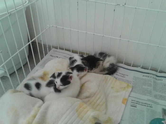 Gato raça SRD idade Abaixo de 2 meses nome Gatinhos Filhotes