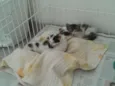 Gatinhos Filhotes