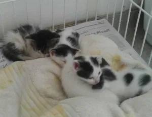 Gato raça SRD idade Abaixo de 2 meses nome Gatinhos Filhotes