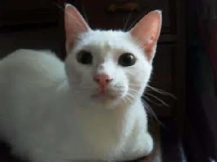 Gato raça Angorá idade 2 a 6 meses nome stuart