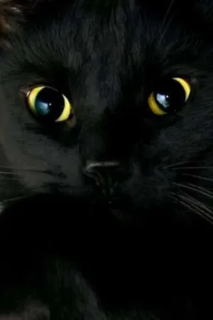 Gato raça Bombay idade 2 a 6 meses nome salen