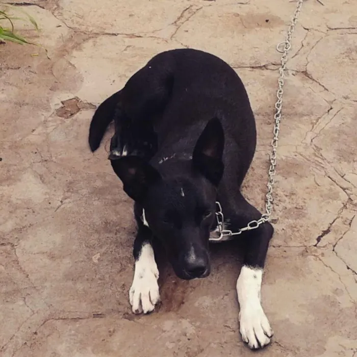 Cachorro ra a Vira lata idade 2 anos nome Marley