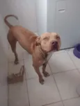 Côco