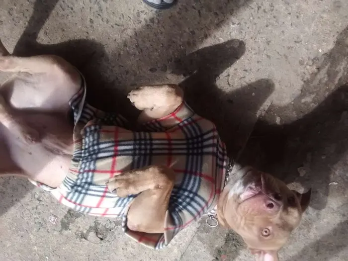 Cachorro ra a Red nose idade 2 anos nome Côco