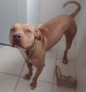 Cachorro raça Red nose idade 2 anos nome Côco