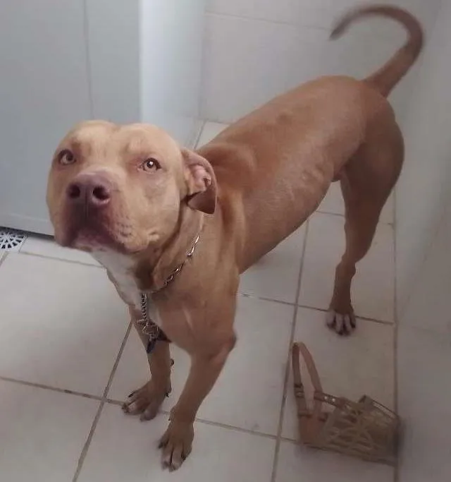 Cachorro ra a Red nose idade 2 anos nome Côco