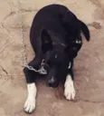 Marley
