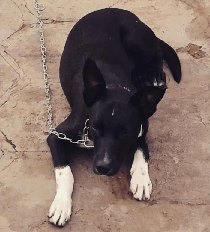 Cachorro ra a Vira lata idade 2 anos nome Marley
