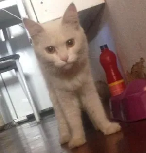 Gato raça Nao sei idade  nome Nao sei