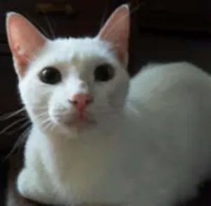 Gato raça Angorá idade 2 a 6 meses nome stuart