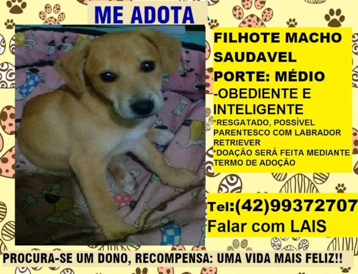 Cachorro ra a Labrador(possivelmente) idade 2 a 6 meses nome sem nome