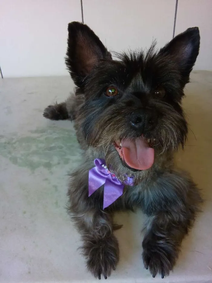 Cachorro raça Scotch teree idade 3 anos nome Belinha