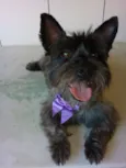 Belinha