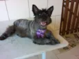 Belinha