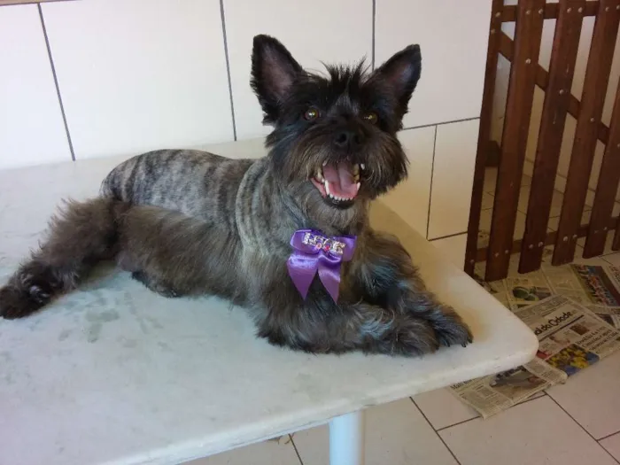 Cachorro raça Scotch teree idade 3 anos nome Belinha