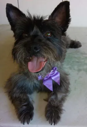 Cachorro raça Scotch teree idade 3 anos nome Belinha