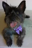 Belinha