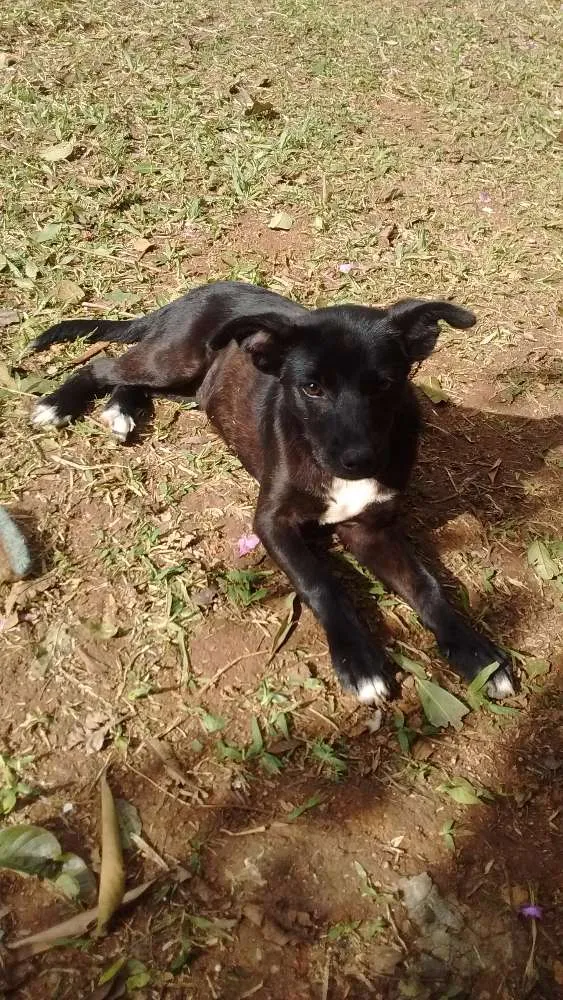Cachorro ra a SRD idade 2 a 6 meses nome Nik