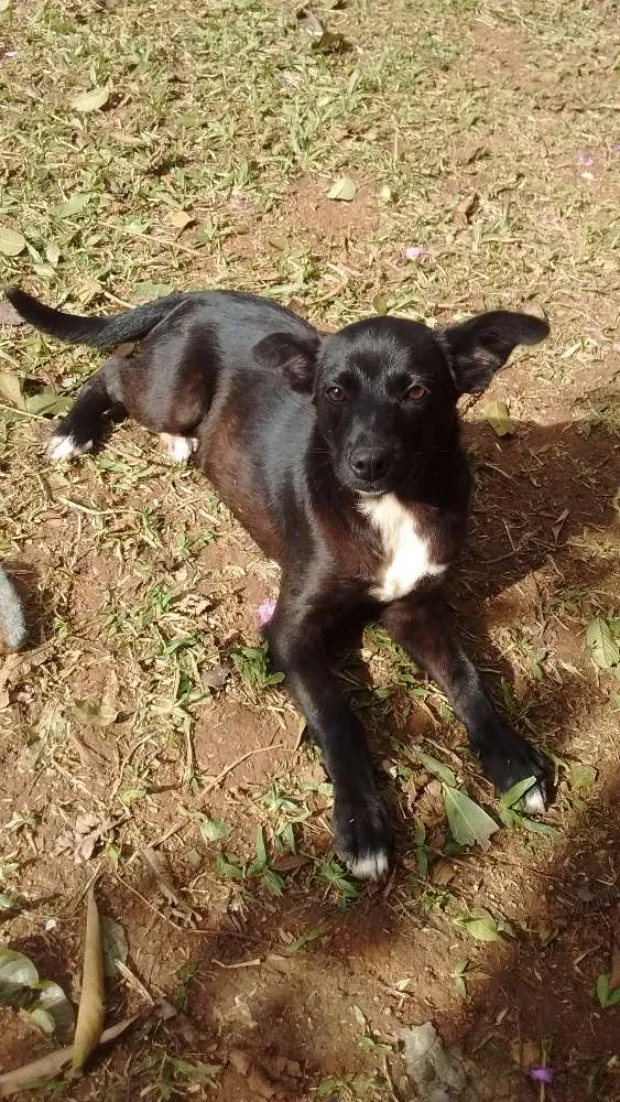 Cachorro ra a SRD idade 2 a 6 meses nome Nik