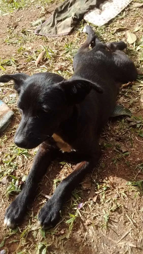 Cachorro ra a SRD idade 2 a 6 meses nome Nik