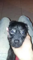 pretinha