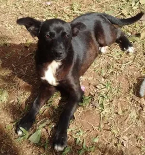 Cachorro raça SRD idade 2 a 6 meses nome Nik