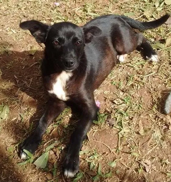 Cachorro ra a SRD idade 2 a 6 meses nome Nik