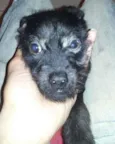 pretinha
