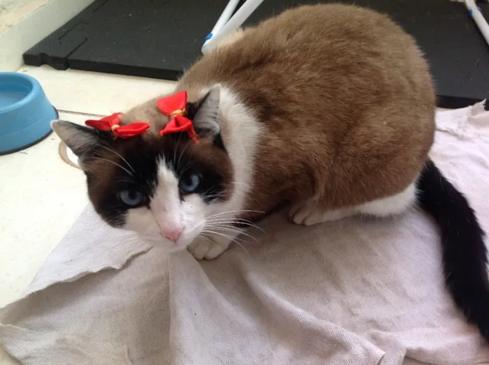 Gato ra a SRD idade  nome Lorena
