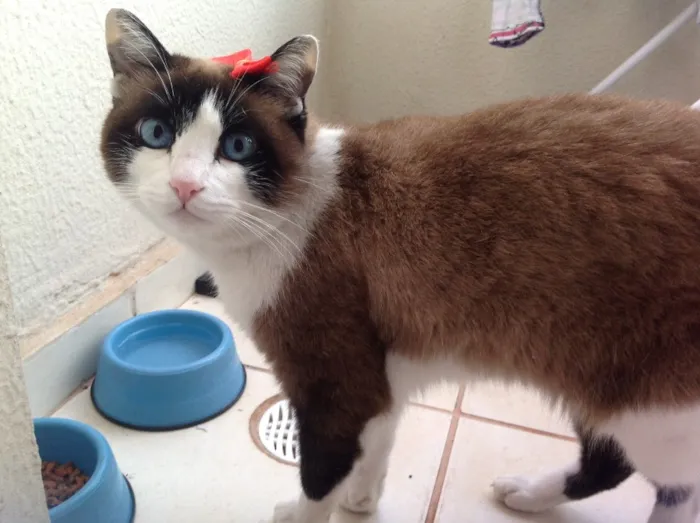 Gato ra a SRD idade  nome Lorena