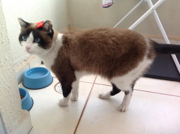 Gato ra a SRD idade  nome Lorena