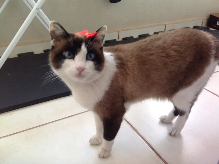 Gato ra a SRD idade  nome Lorena