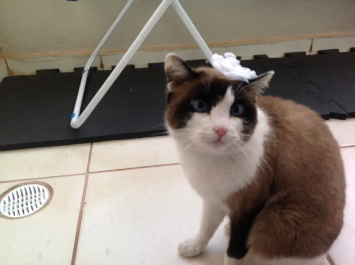 Gato ra a SRD idade  nome Lorena