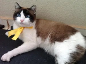 Gato raça SRD idade  nome Lorena