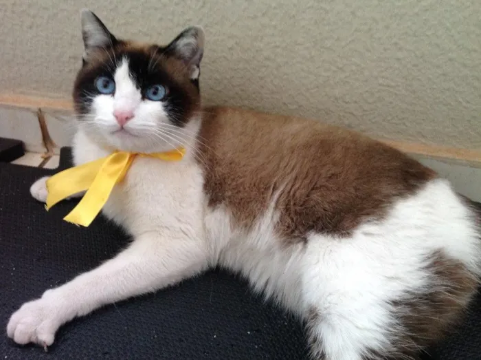 Gato ra a SRD idade  nome Lorena