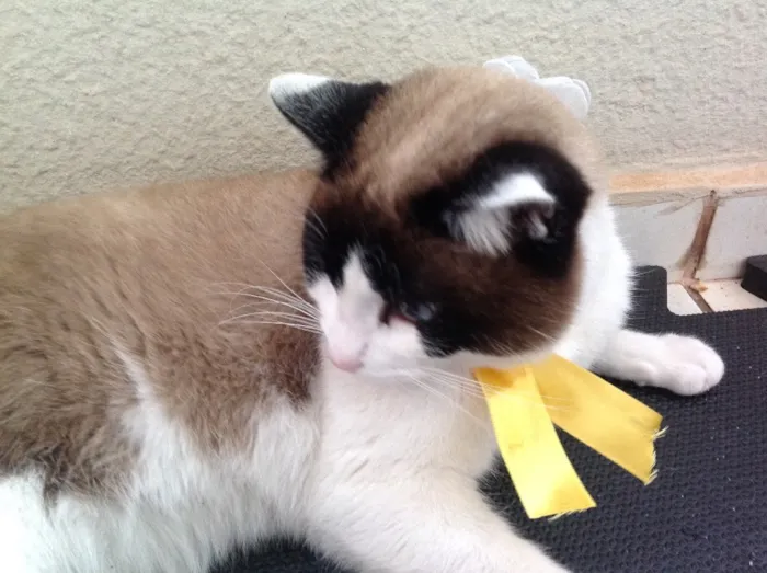 Gato ra a SRD idade  nome Lorena