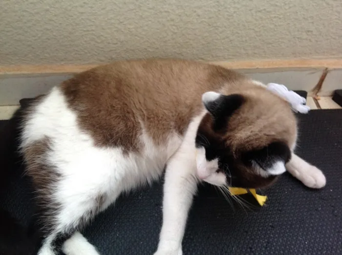 Gato ra a SRD idade  nome Lorena