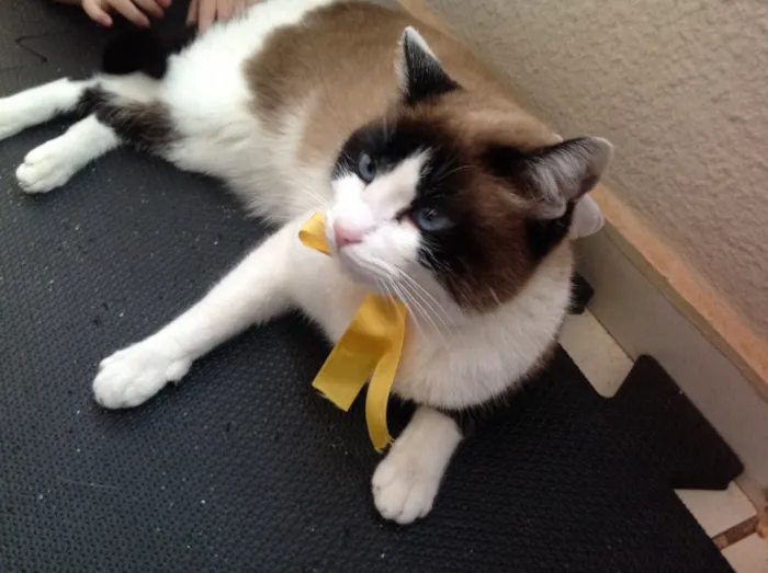 Gato ra a SRD idade  nome Lorena