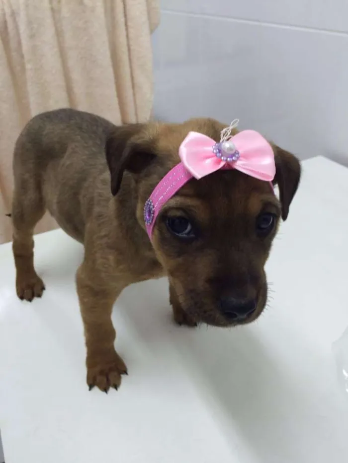 Cachorro ra a SRD idade Abaixo de 2 meses nome BELLA