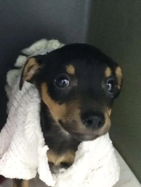 Cachorro ra a SRD idade Abaixo de 2 meses nome MALU