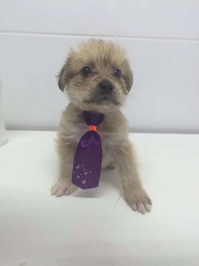Cachorro ra a SRD idade Abaixo de 2 meses nome CAJU