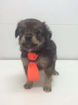 Cachorro raça SRD idade Abaixo de 2 meses nome MEXERICA