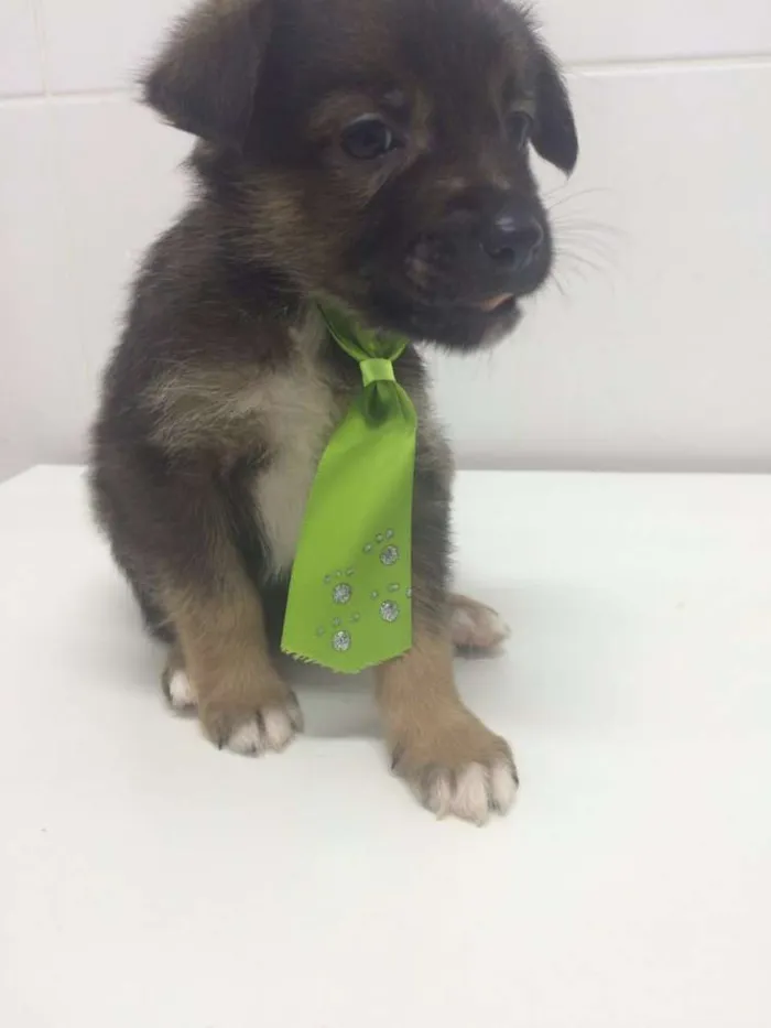 Cachorro ra a SRD idade Abaixo de 2 meses nome KAQUI