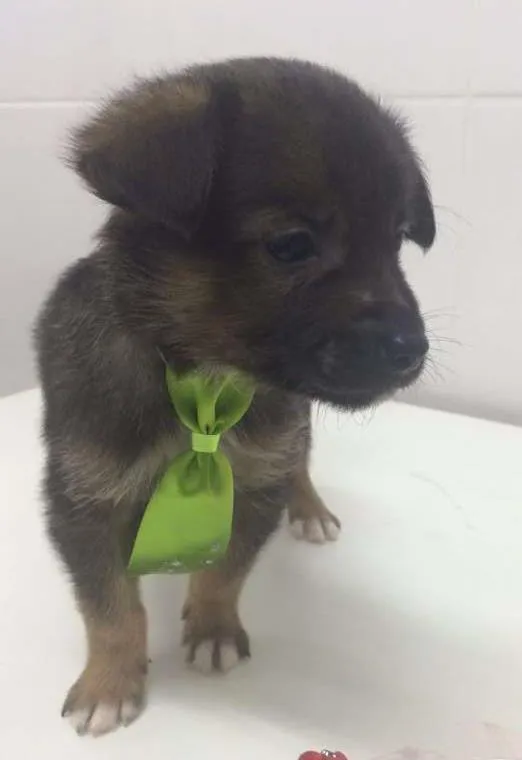 Cachorro ra a SRD idade Abaixo de 2 meses nome KAQUI